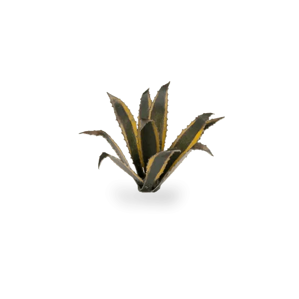 Gamer's Grass Laser Plants - Agave - Image 3