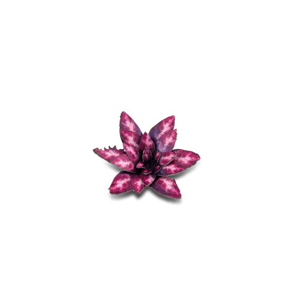 Gamer's Grass Laser Plants - Alien Rosette - Image 3