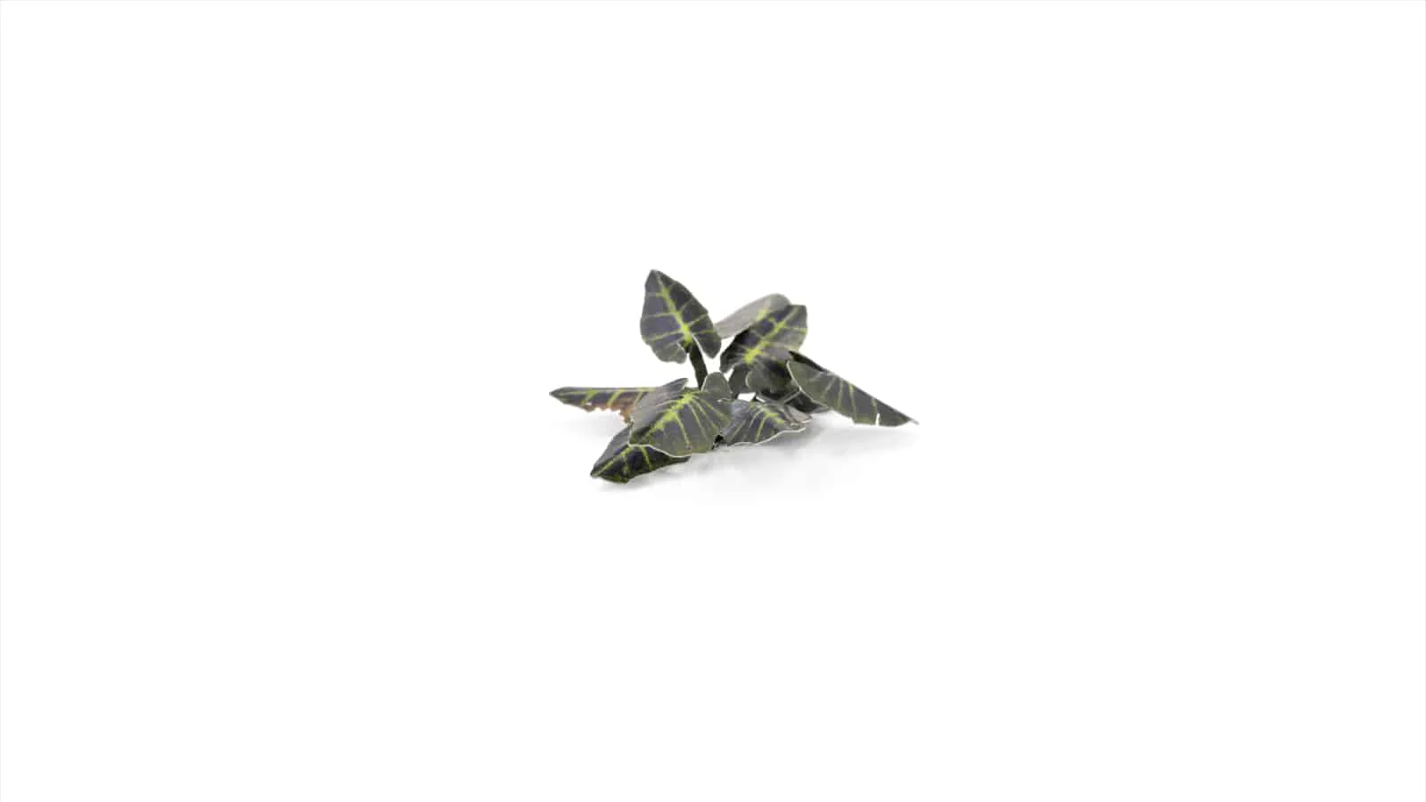 Gamer's Grass Laser Plants - Black Magic Taro - Image 4