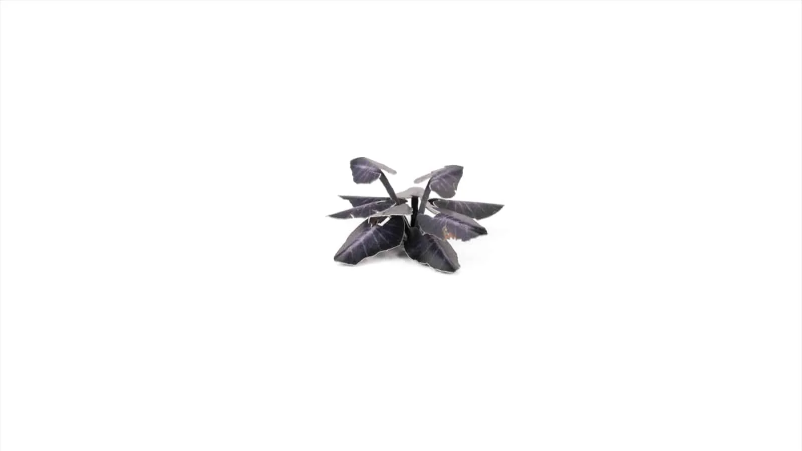 Gamer's Grass Laser Plants - Black Magic Taro - Image 5