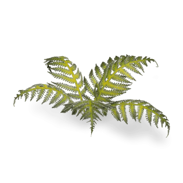 Gamer's Grass Laser Plants - Bracken - Image 3