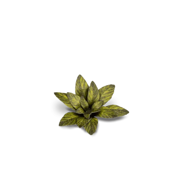 Gamer's Grass Laser Plants - Dumb Cane - Image 3