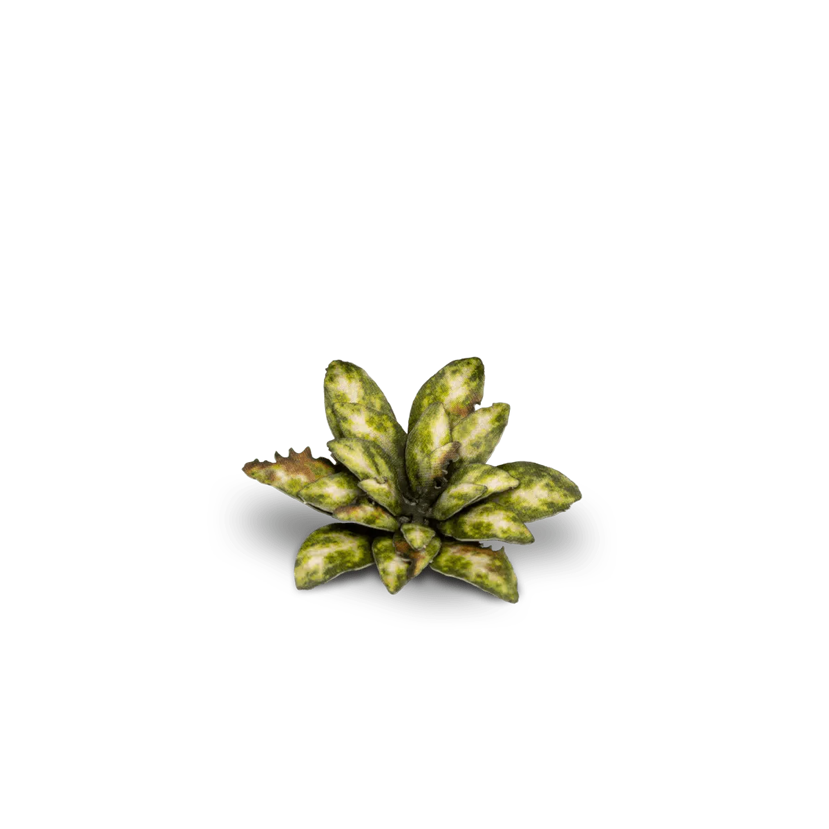 Gamer's Grass Laser Plants - Dumb Cane - Image 4