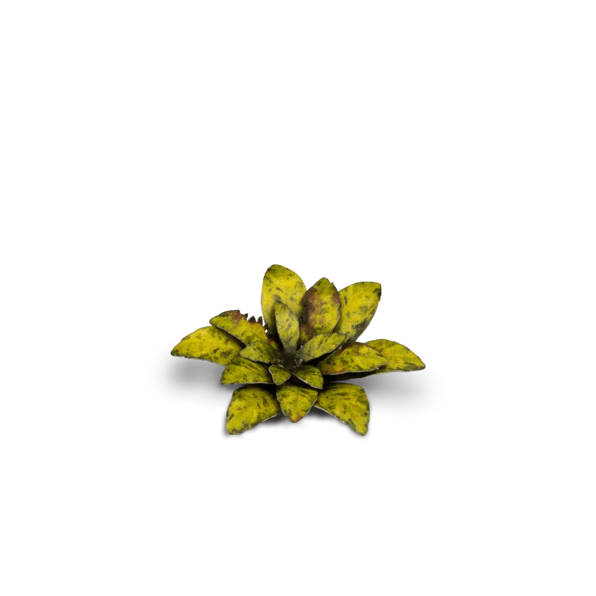 Gamer's Grass Laser Plants - Dumb Cane - Image 5