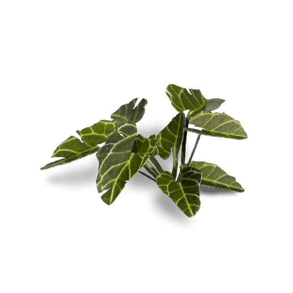 Gamer's Grass Laser Plants - Elephant Ear - Image 3
