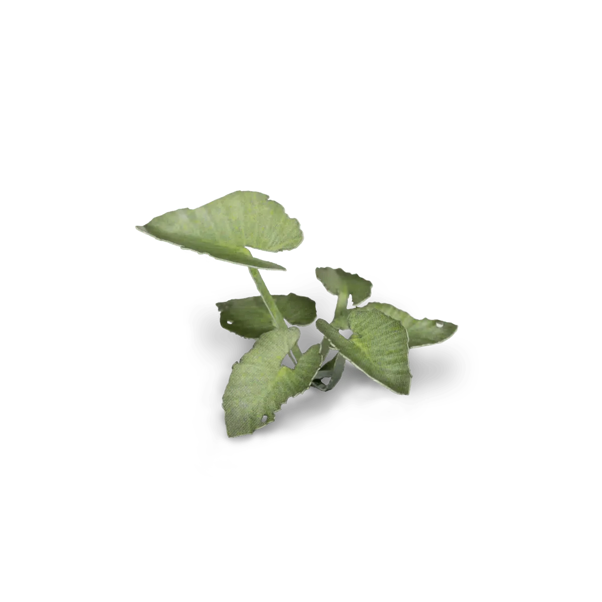 Gamer's Grass Laser Plants - Elephant Ear - Image 4