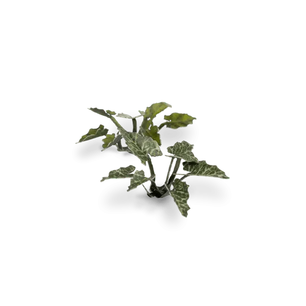 Gamer's Grass Laser Plants - Lords-and-Ladies - Image 3