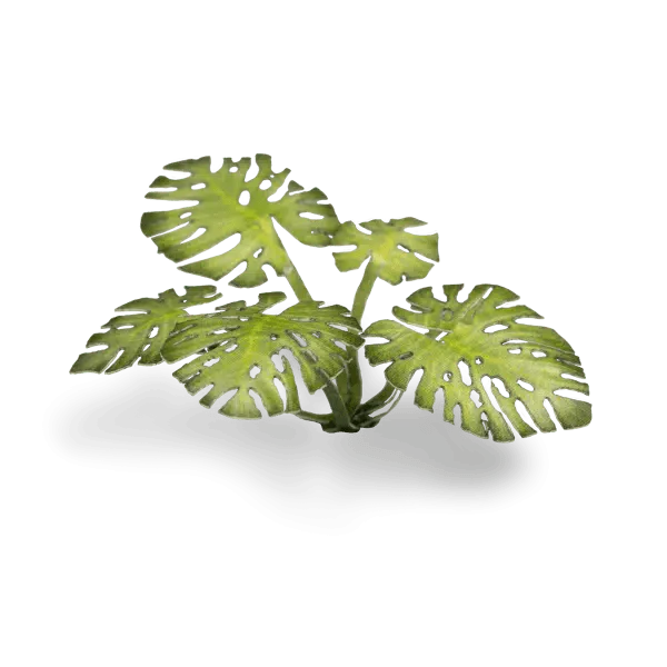 Gamer's Grass Laser Plants - Monstera - Image 3