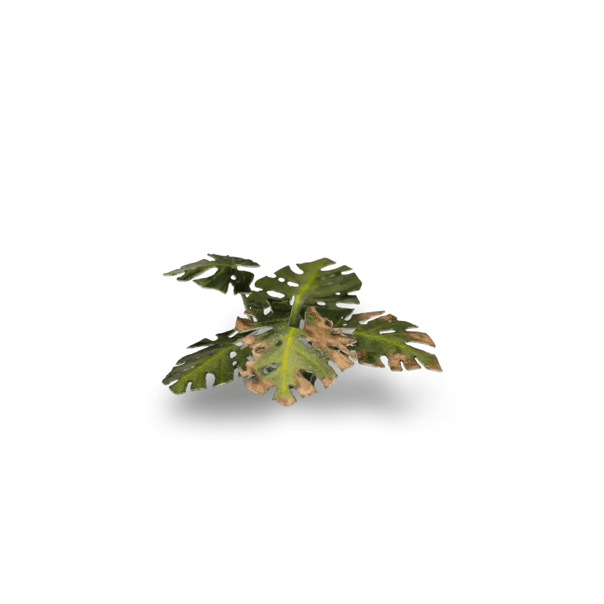 Gamer's Grass Laser Plants - Monstera - Image 4