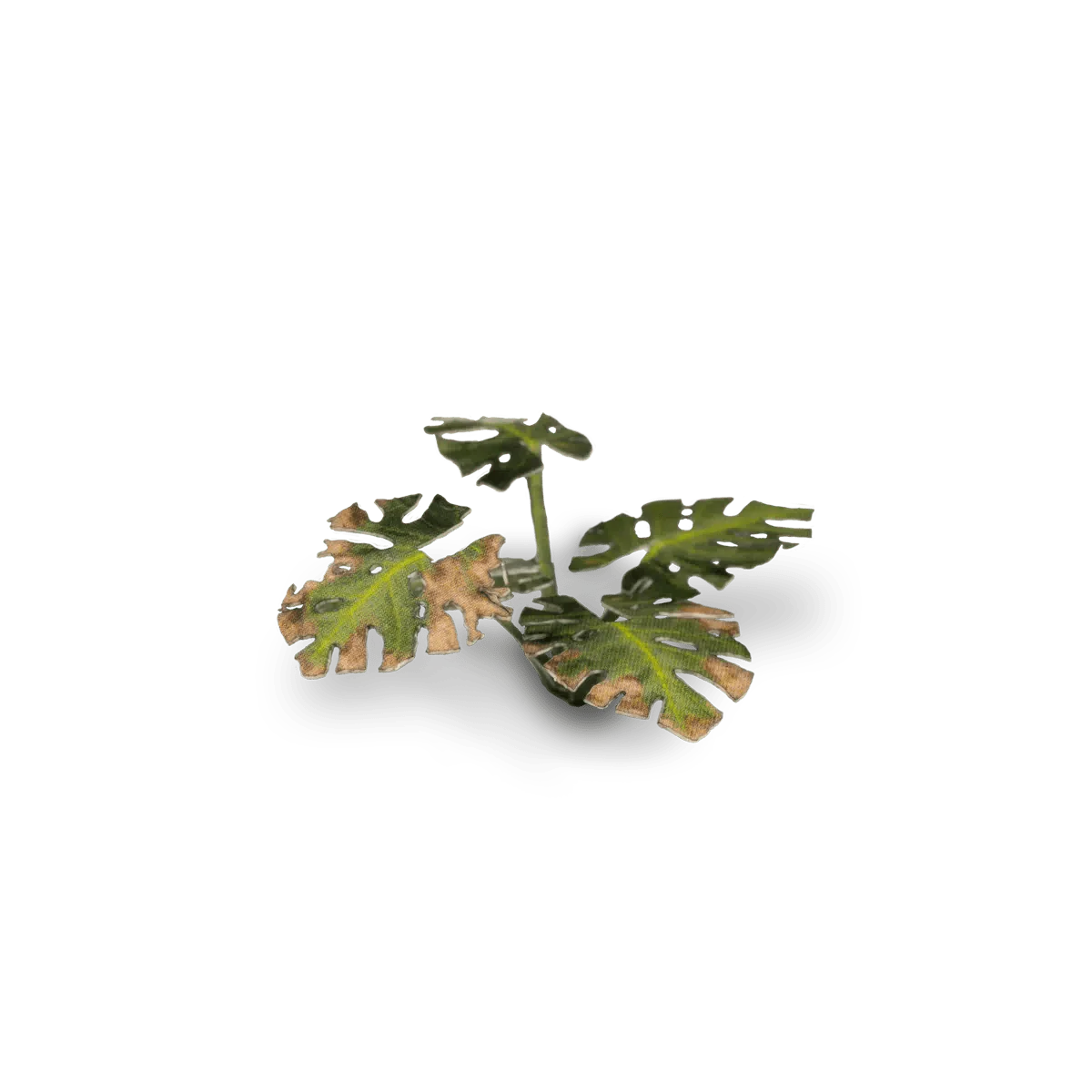 Gamer's Grass Laser Plants - Monstera - Image 5