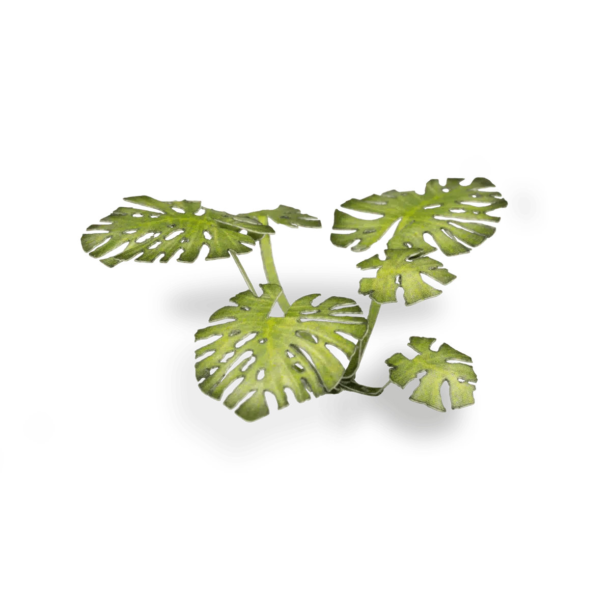 Gamer's Grass Laser Plants - Monstera - Image 6