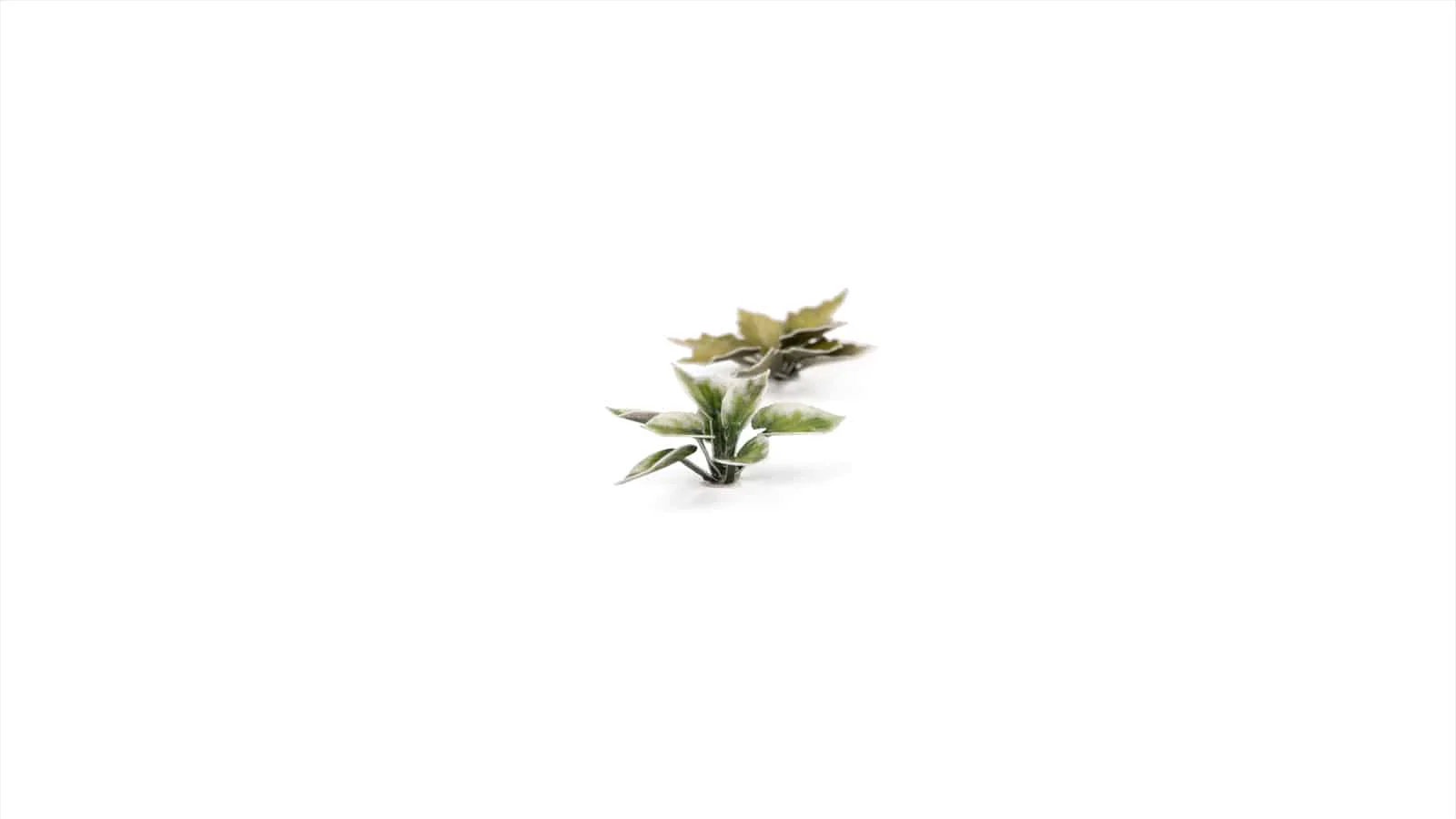 Gamer's Grass Laser Plants - Plantain Lily - Image 3