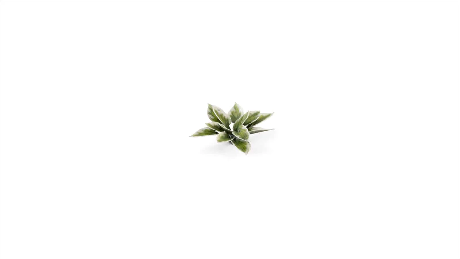 Gamer's Grass Laser Plants - Plantain Lily - Image 4