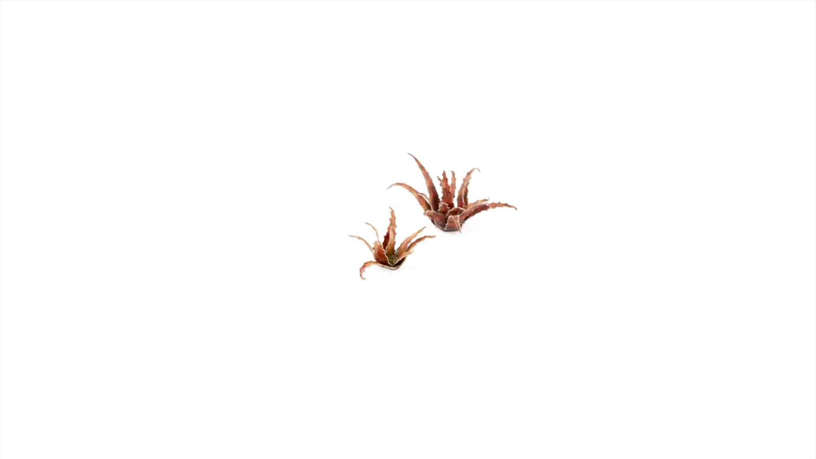 Gamer's Grass Laser Plants - Red Aloe - Image 3