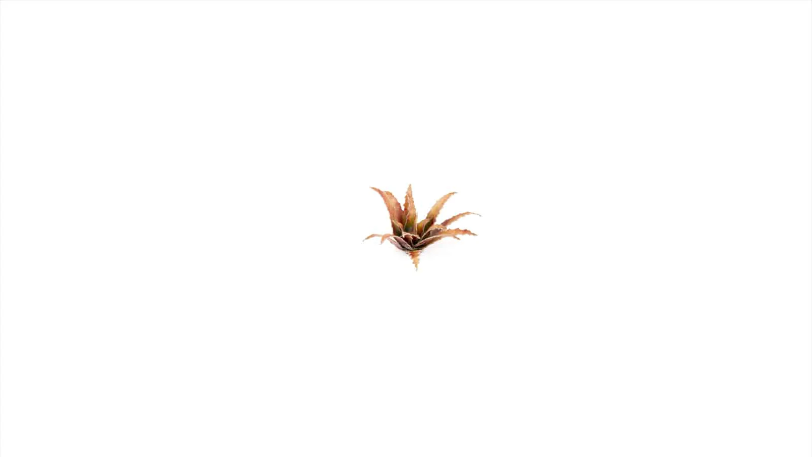 Gamer's Grass Laser Plants - Red Aloe - Image 4