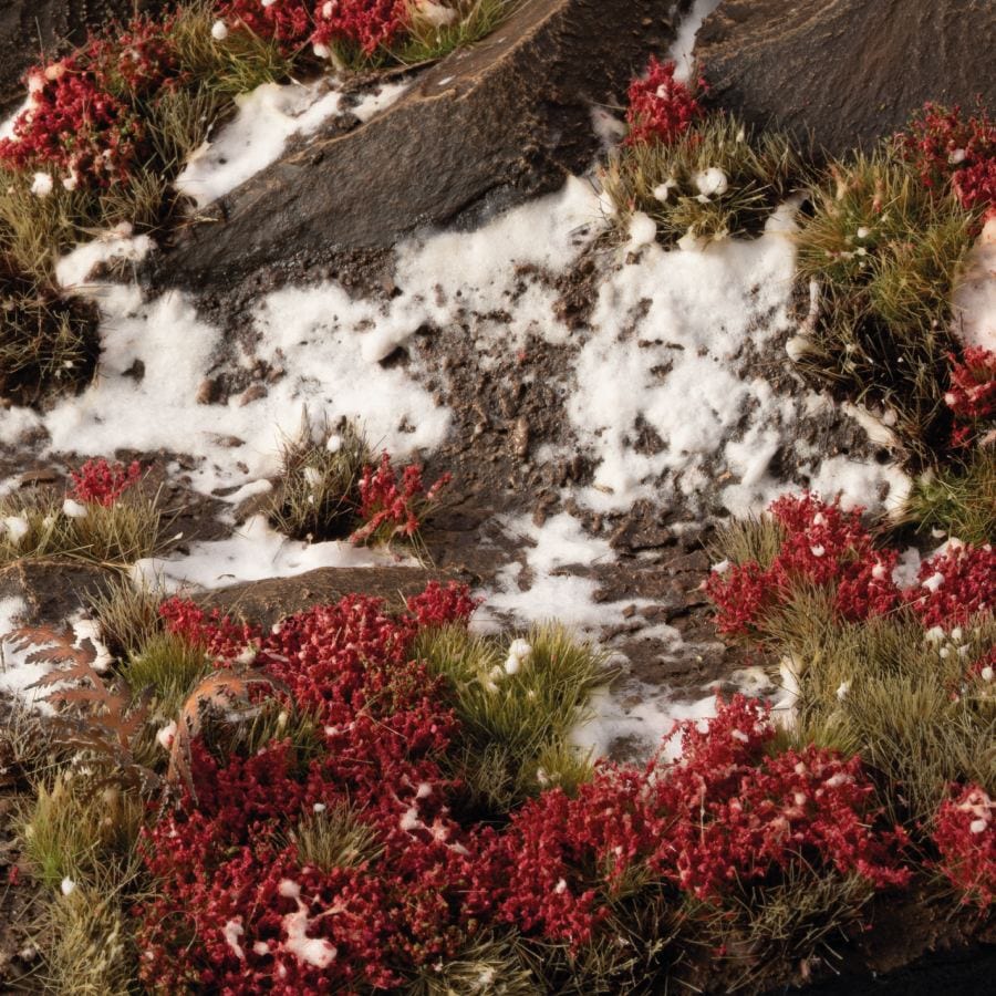 Gamer's Grass Tufts -  Laliguras Flowers - Image 3